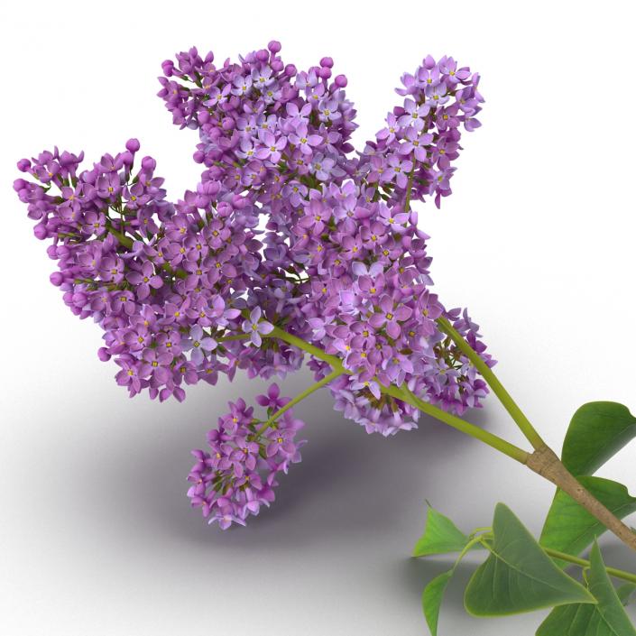 3D model Syringa Lilac 4