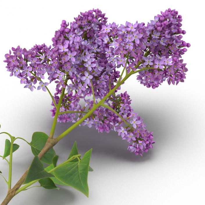 3D model Syringa Lilac 4