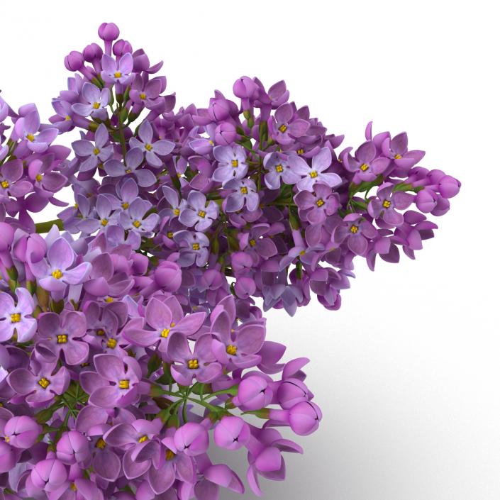 3D model Syringa Lilac 4