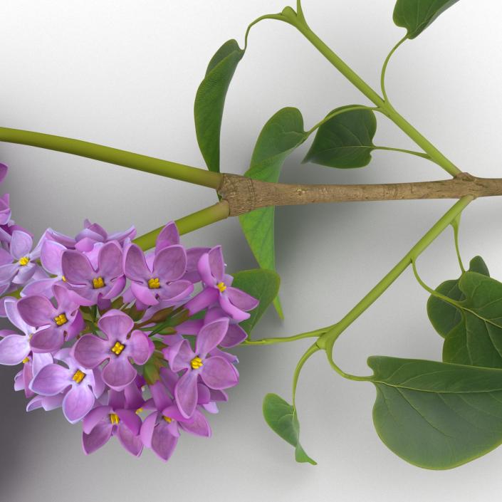 3D model Syringa Lilac 4