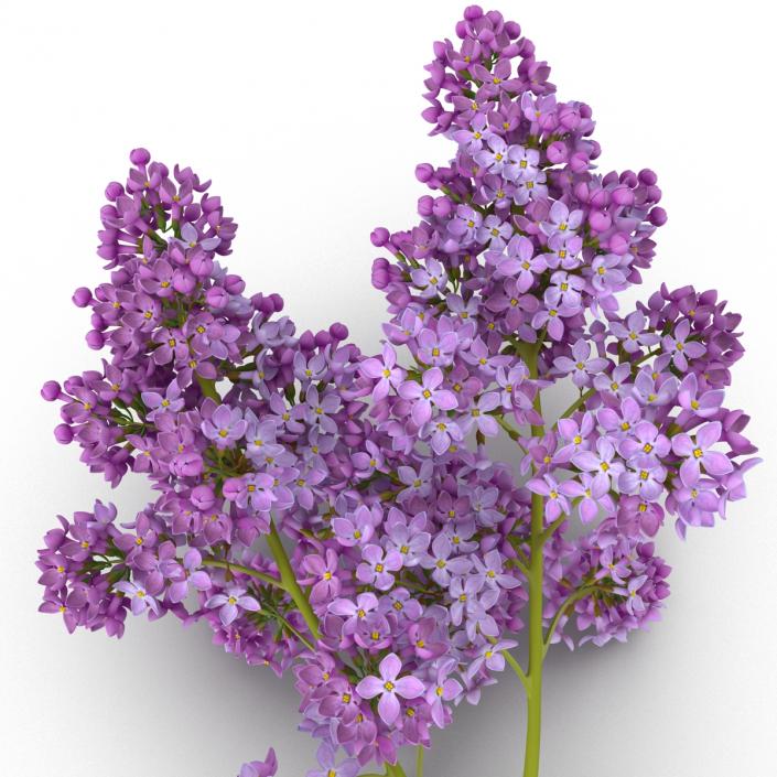 3D model Syringa Lilac 4