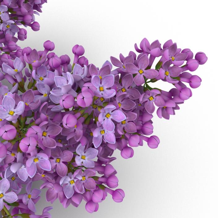 3D model Syringa Lilac 4