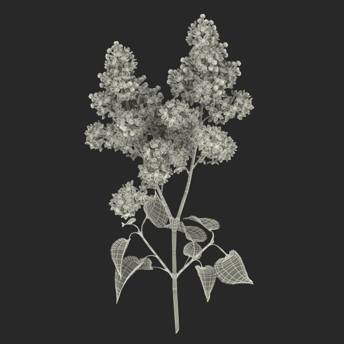 3D model Syringa Lilac 4