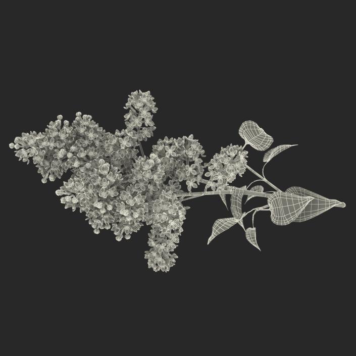 3D model Syringa Lilac 4