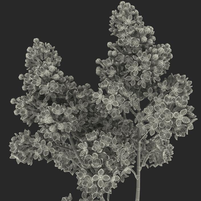 3D model Syringa Lilac 4