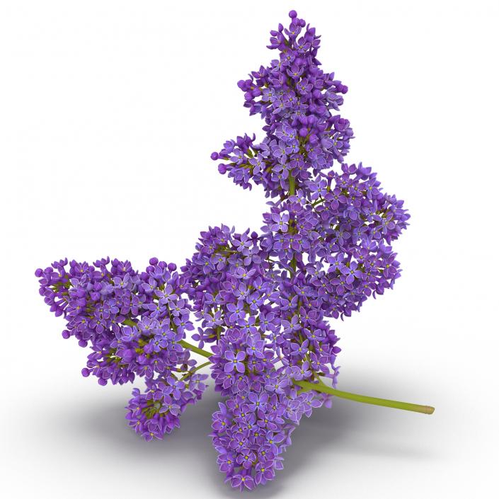 3D model Syringa Lilac 5