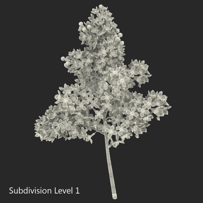 3D model Syringa Lilac 5