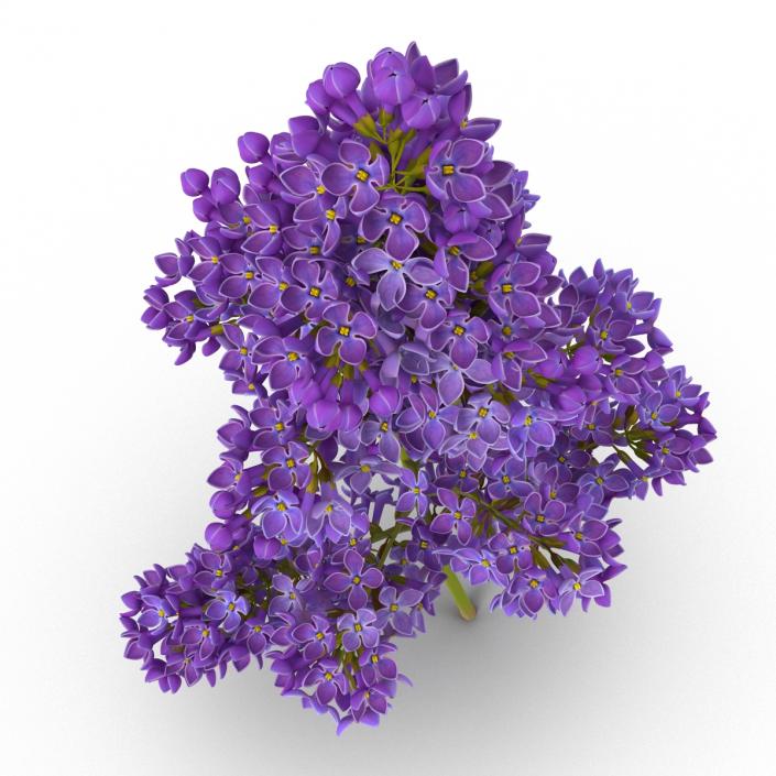 3D model Syringa Lilac 5