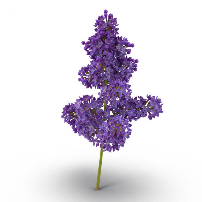 3D model Syringa Lilac 5