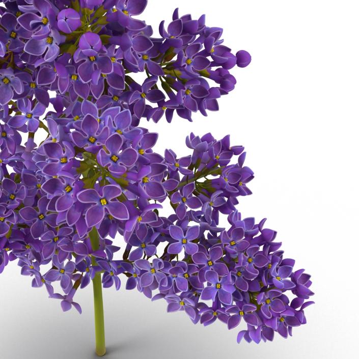 3D model Syringa Lilac 5