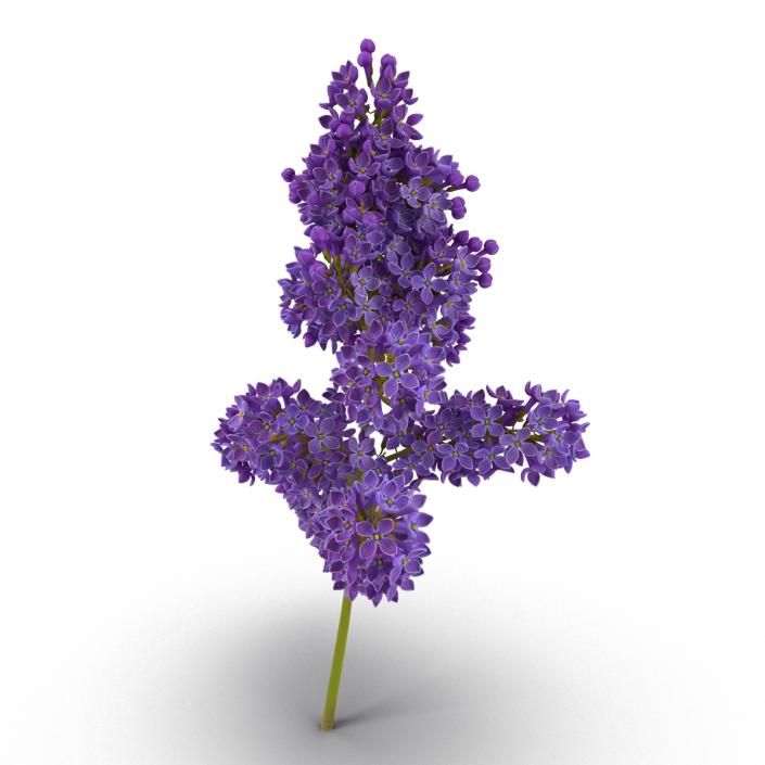 3D model Syringa Lilac 5