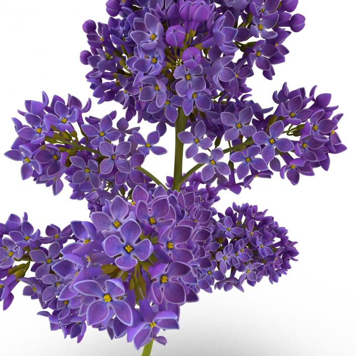 3D model Syringa Lilac 5