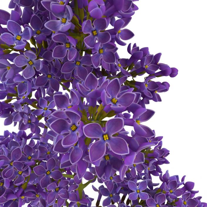 3D model Syringa Lilac 5