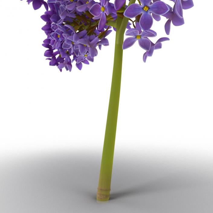 3D model Syringa Lilac 5