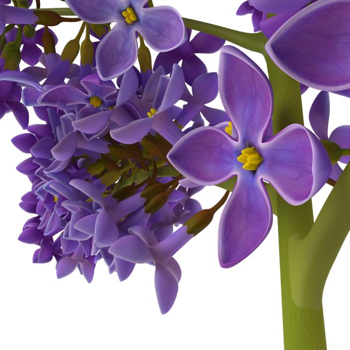 3D model Syringa Lilac 5