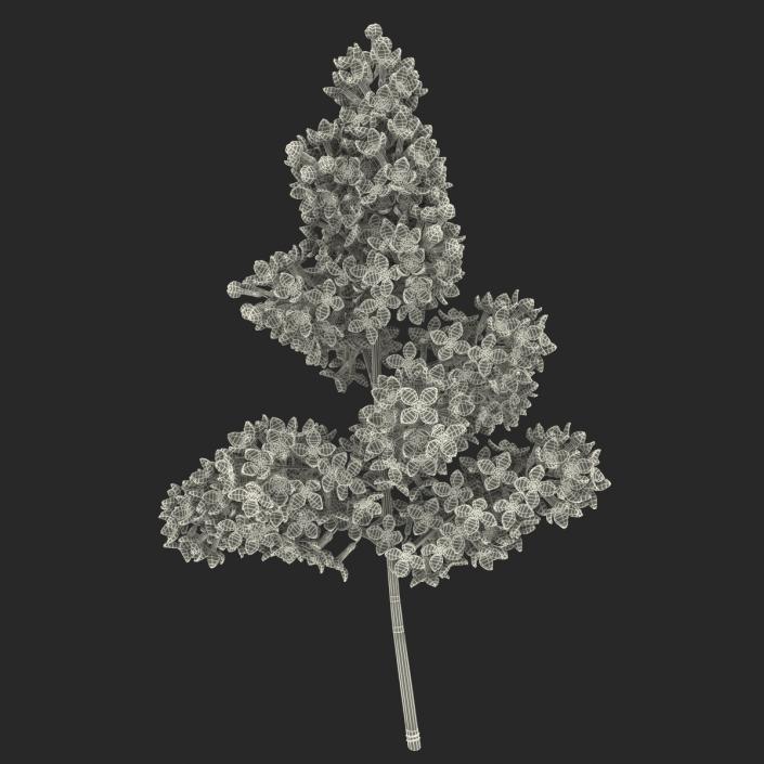 3D model Syringa Lilac 5