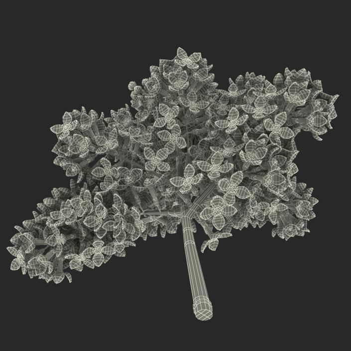 3D model Syringa Lilac 5