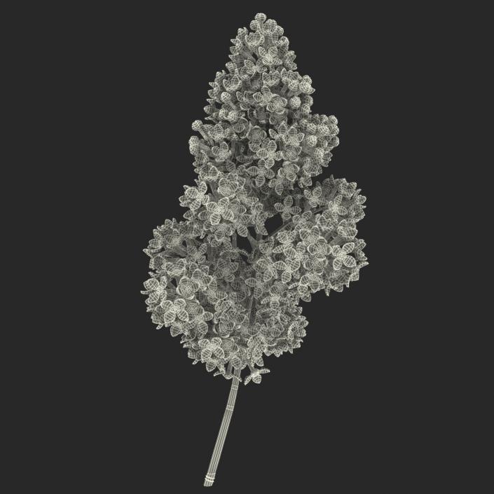 3D model Syringa Lilac 5