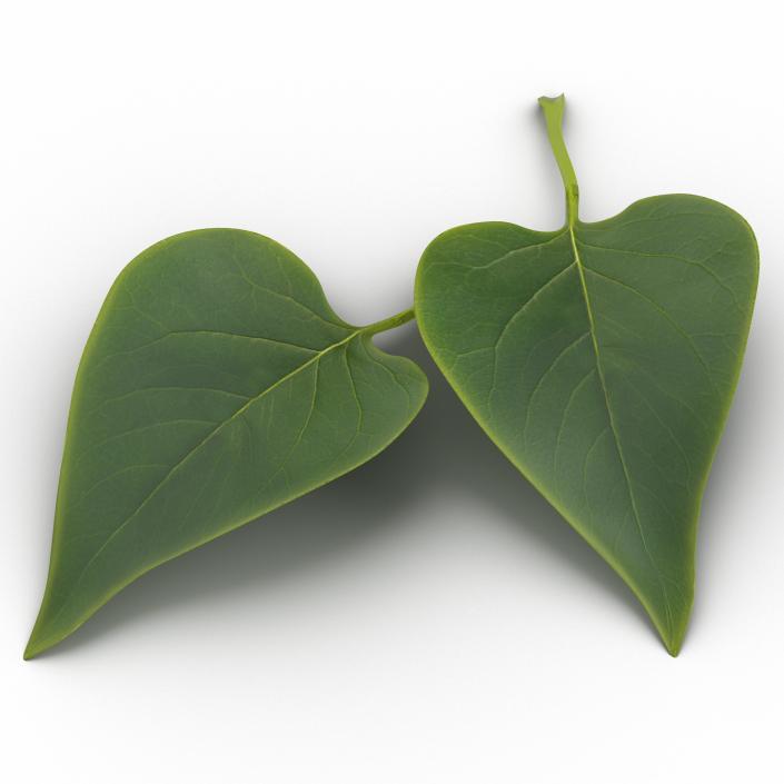 3D model Leaf 2