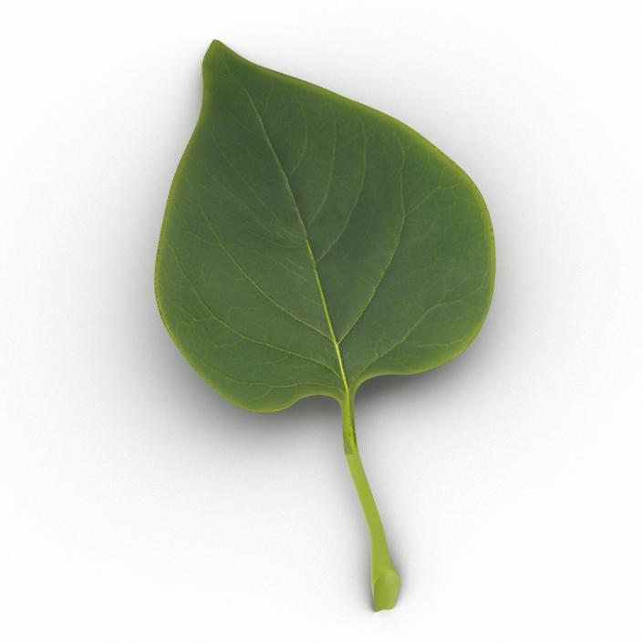 3D model Leaf 2