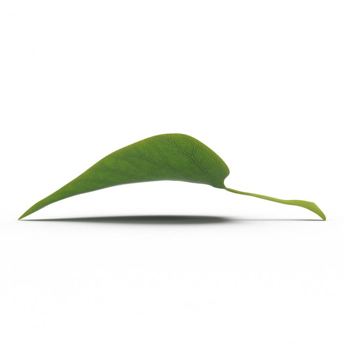 3D model Leaf 2