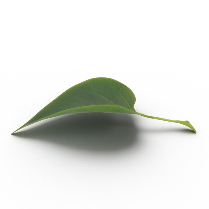 3D model Leaf 2