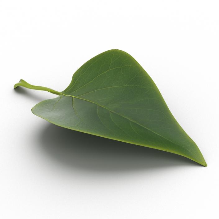 3D model Leaf 2