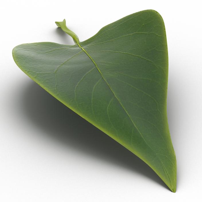 3D model Leaf 2