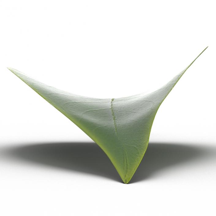 3D model Leaf 2