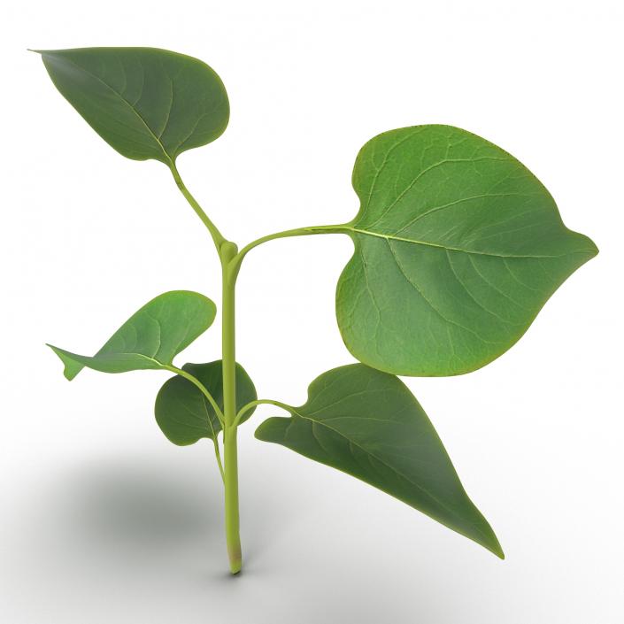 3D model Branch With Leaves 2