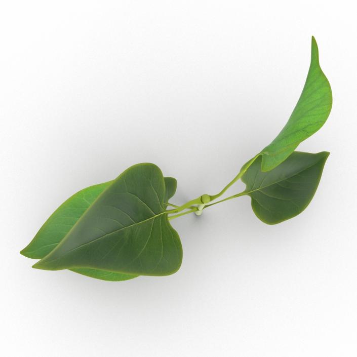 3D model Branch With Leaves 2