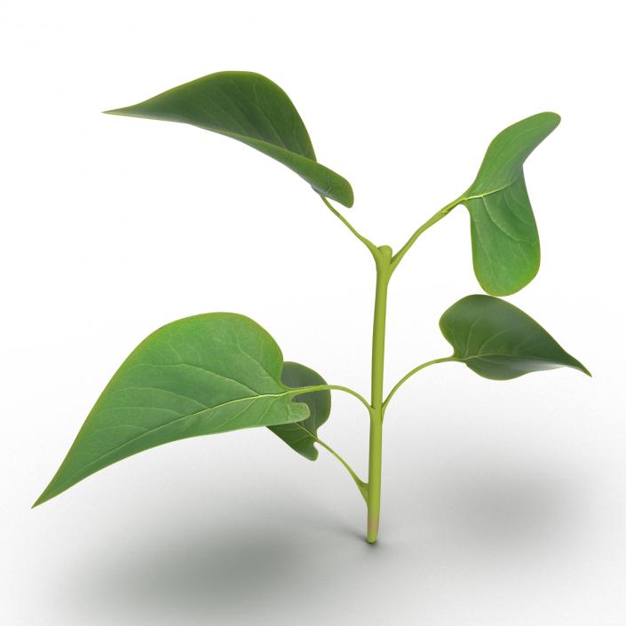 3D model Branch With Leaves 2