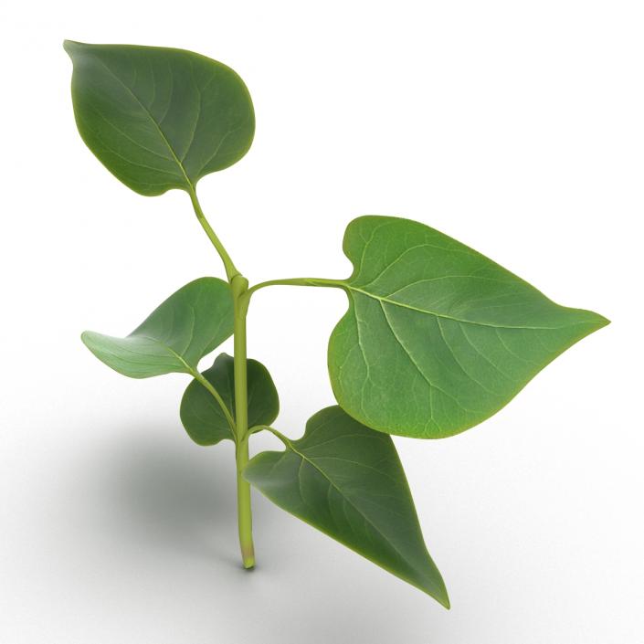 3D model Branch With Leaves 2