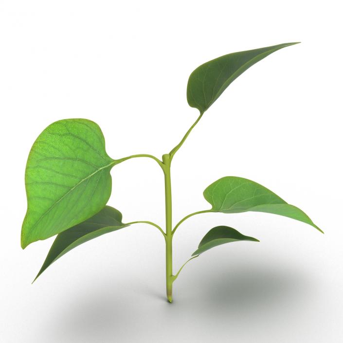 3D model Branch With Leaves 2