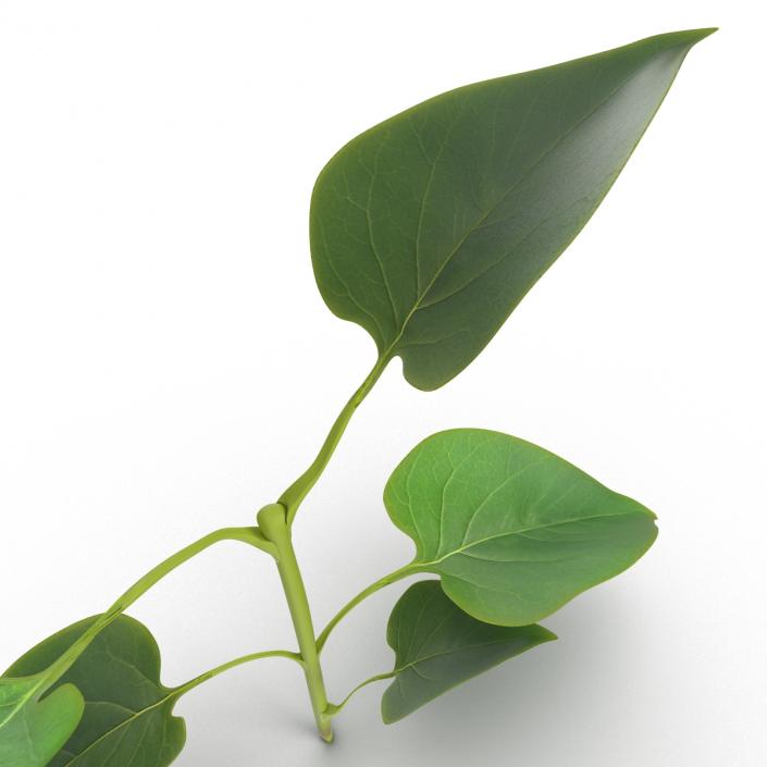 3D model Branch With Leaves 2