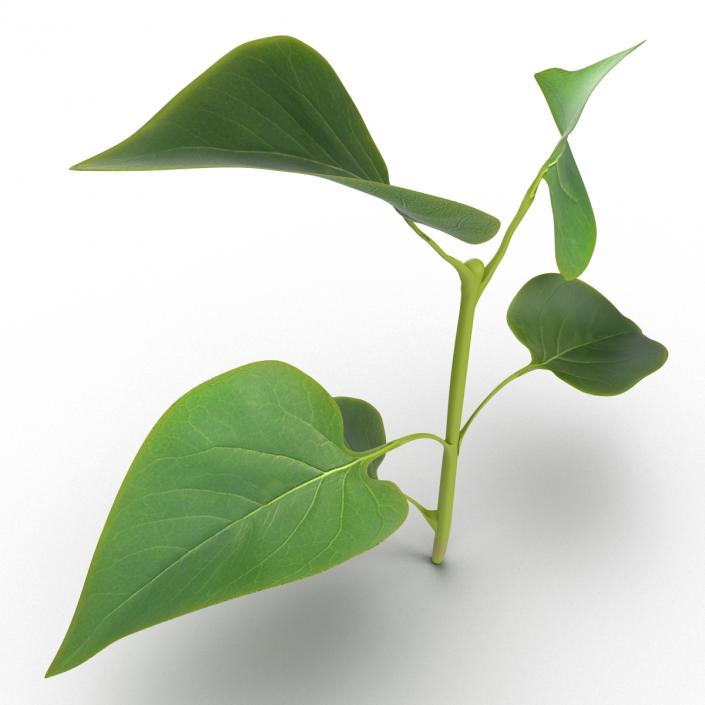 3D model Branch With Leaves 2