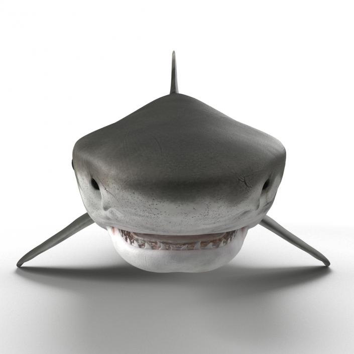 3D Tiger Shark