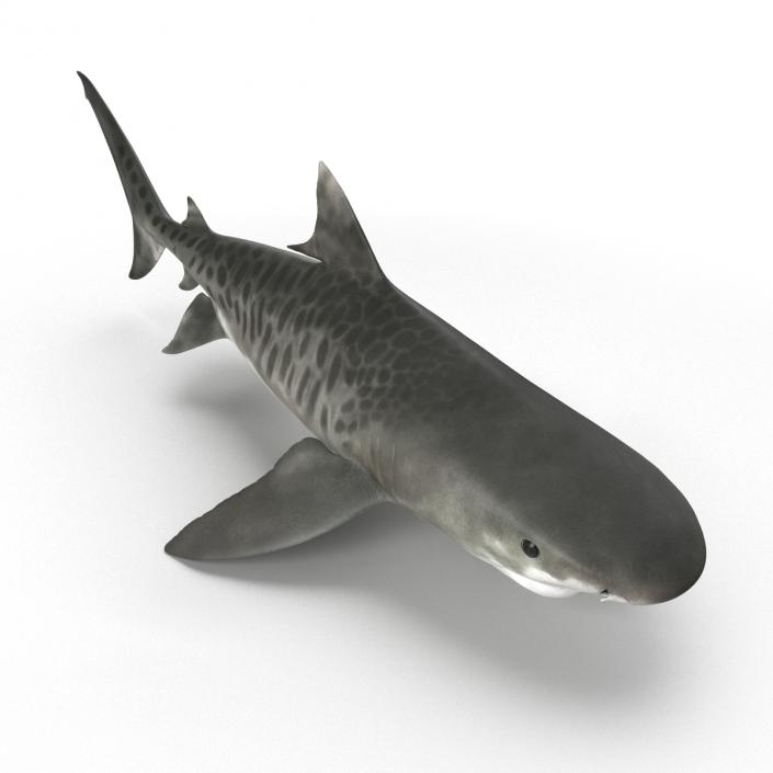 3D Tiger Shark