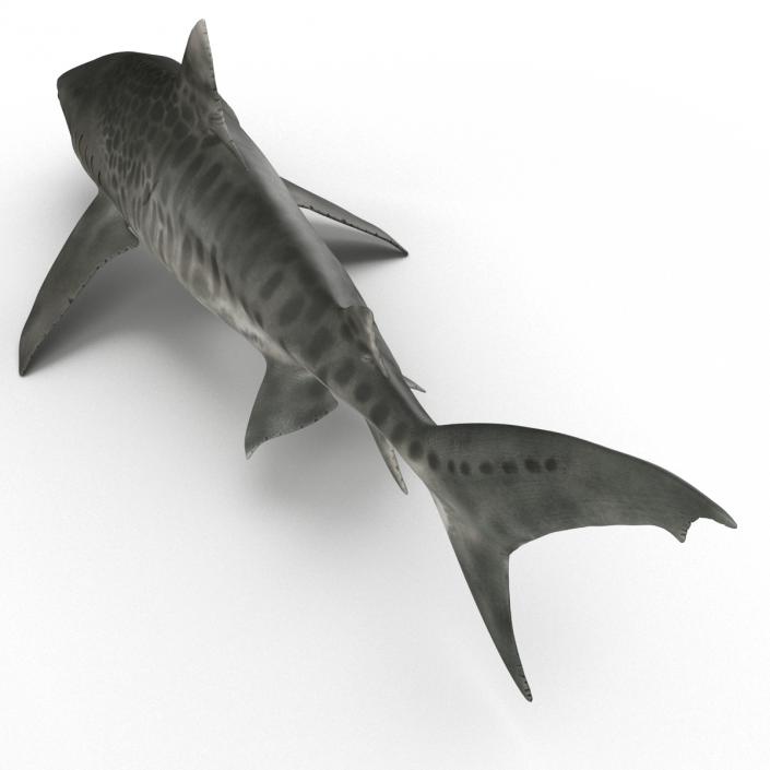 3D Tiger Shark