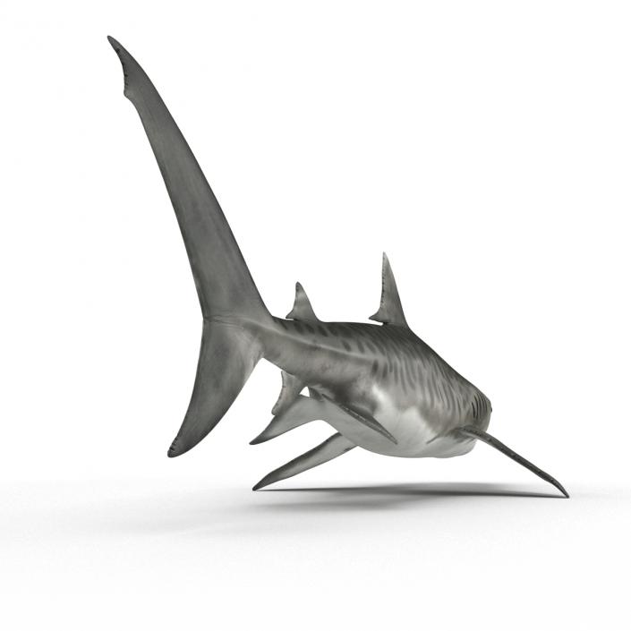 3D Tiger Shark