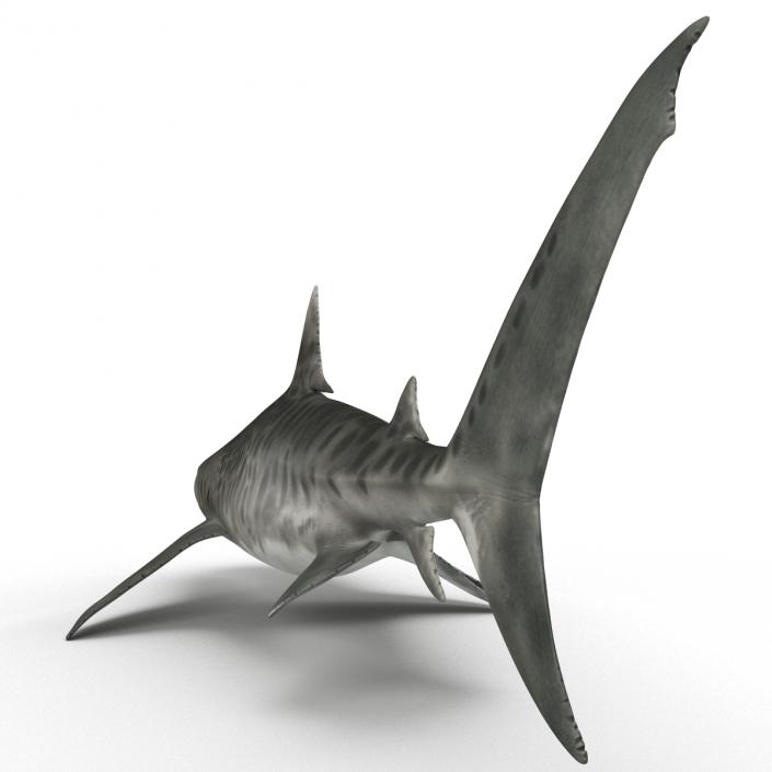 3D Tiger Shark