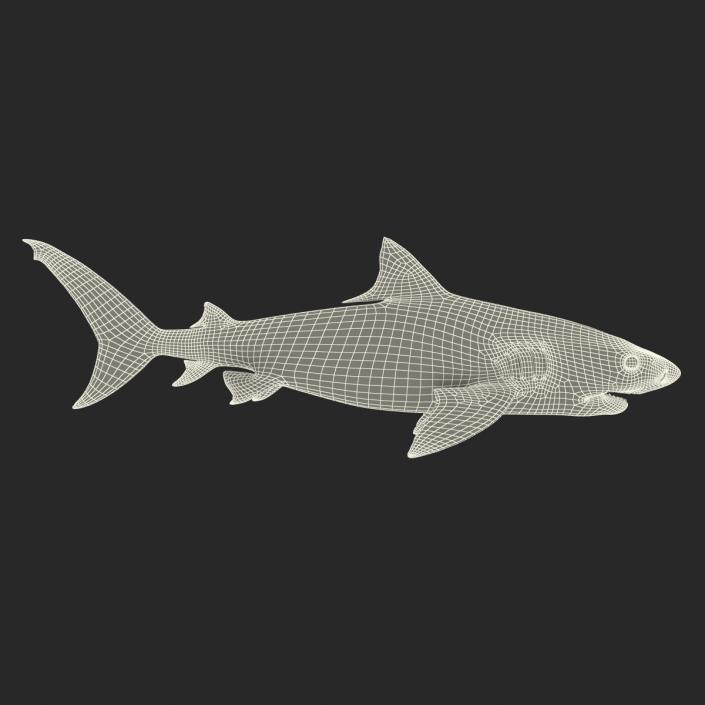 3D Tiger Shark