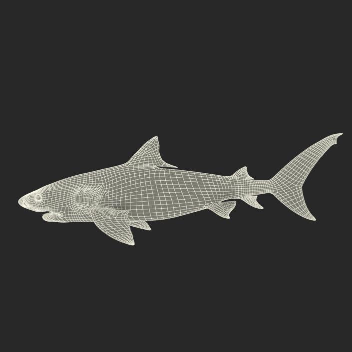 3D Tiger Shark