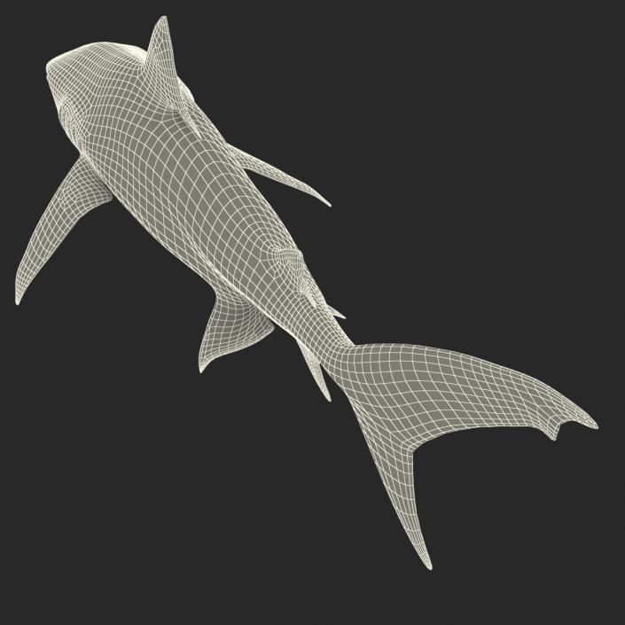 3D Tiger Shark