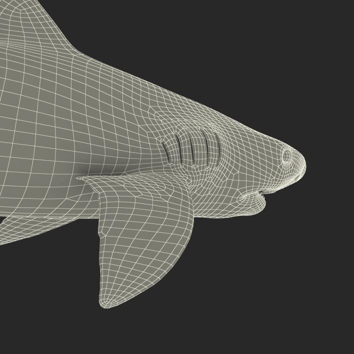 3D Tiger Shark