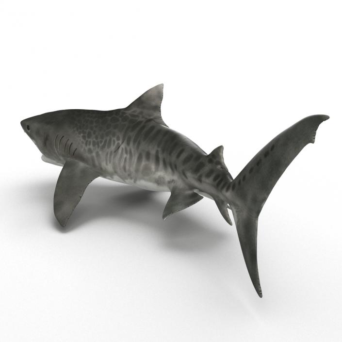 3D model Tiger Shark Swimming