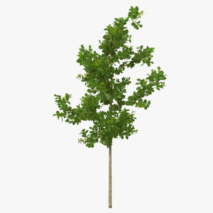 Young White Oak Summer 3D