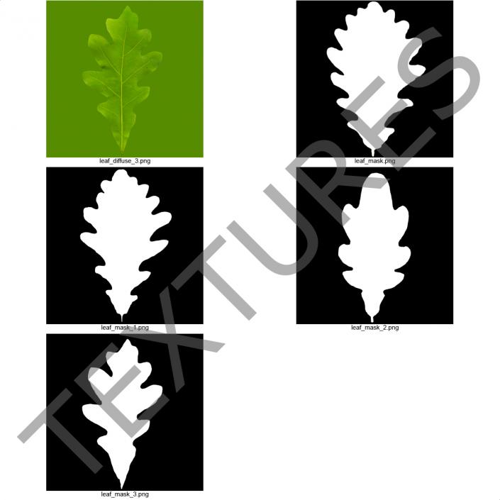 Young White Oak Summer 3D