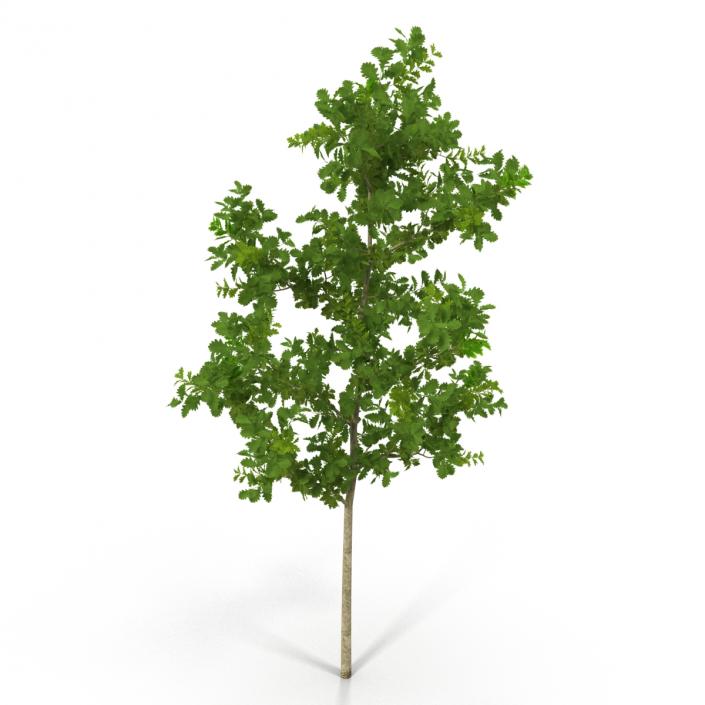 Young White Oak Summer 3D