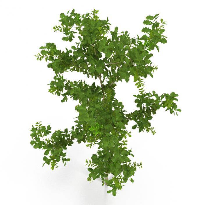 Young White Oak Summer 3D